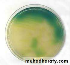 Genus Proteus & Genus Pseudomonas