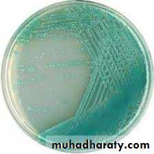 Genus Proteus & Genus Pseudomonas