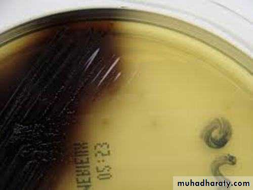 Genus Proteus & Genus Pseudomonas