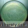 Genus Proteus & Genus Pseudomonas