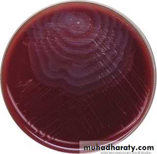 Genus Proteus & Genus Pseudomonas