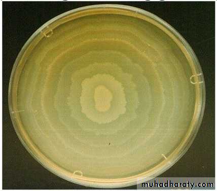 Genus Proteus & Genus Pseudomonas