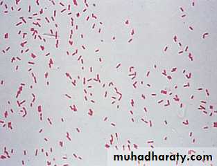 Genus Proteus & Genus Pseudomonas