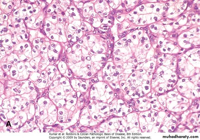 Renal System