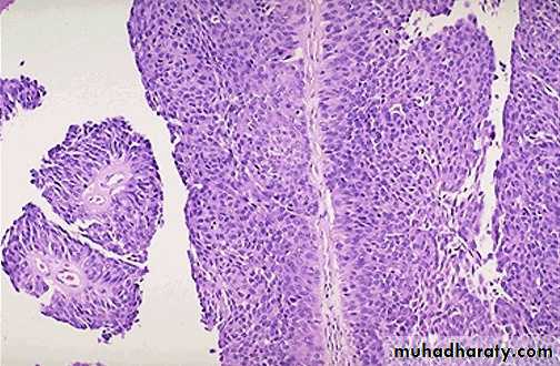 Renal System