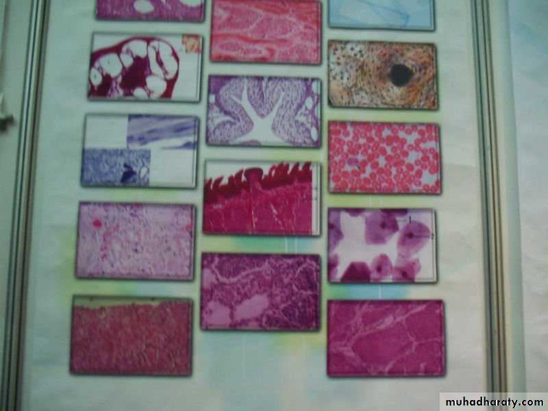 Histology - powerpoint files