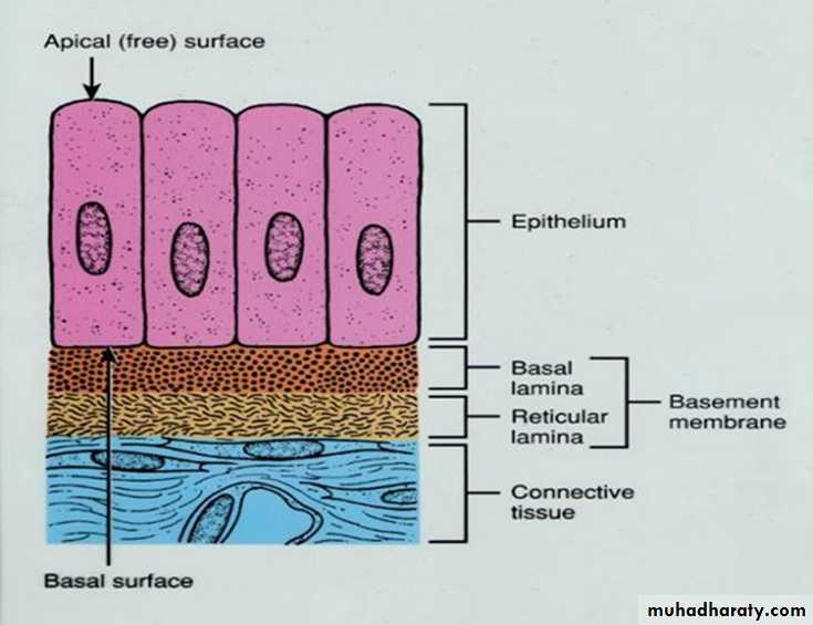 Histology - powerpoint files
