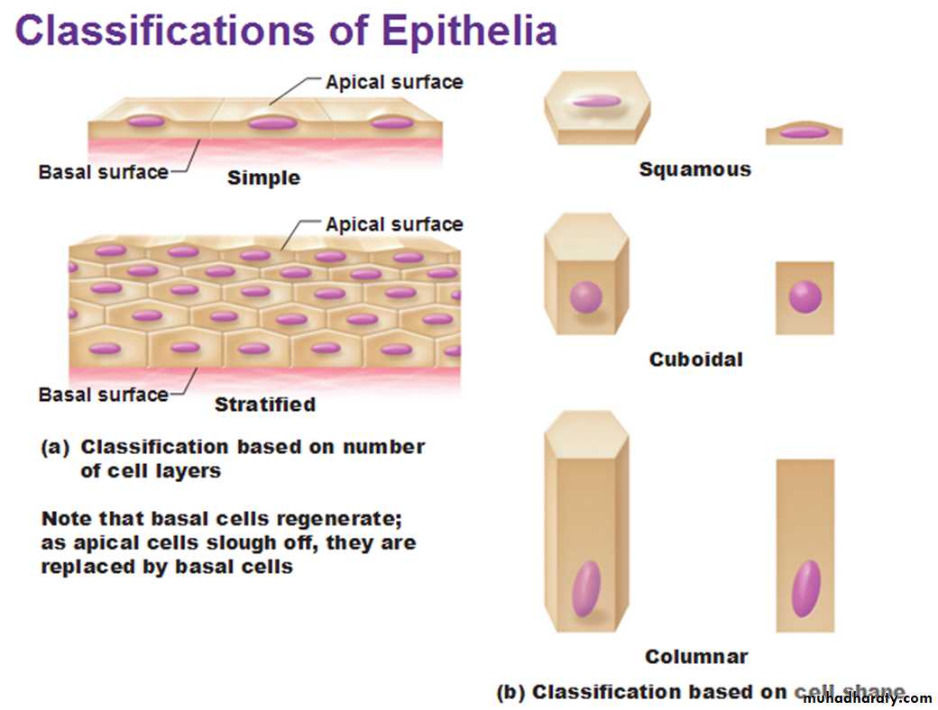Histology - powerpoint files