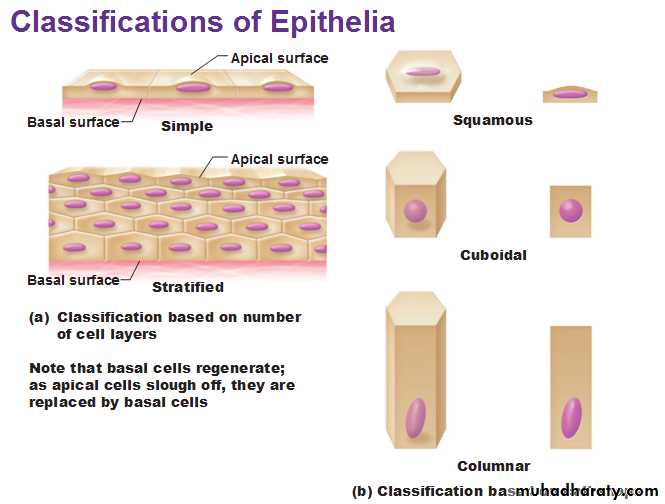 Histology - powerpoint files