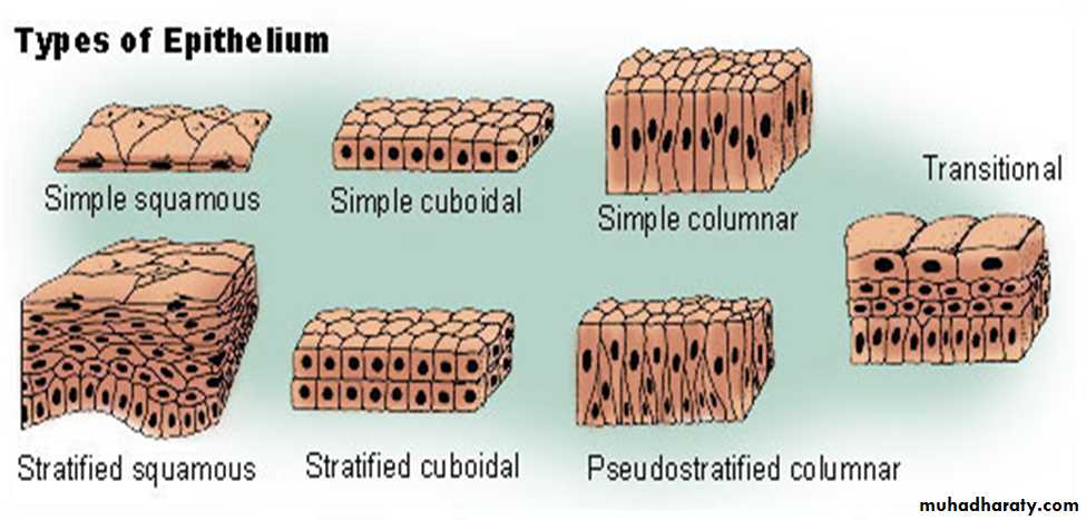 Histology - powerpoint files