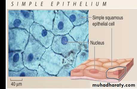Histology - powerpoint files