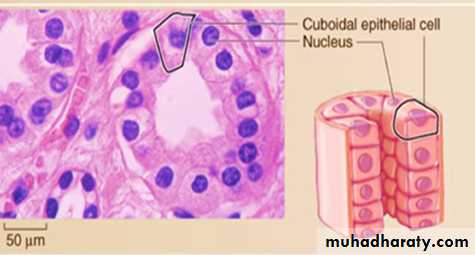 Histology - powerpoint files