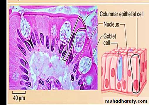 Histology - powerpoint files