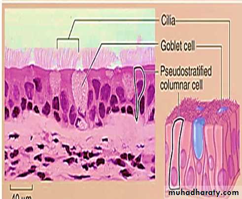 Histology - powerpoint files