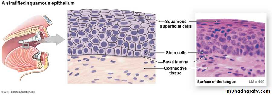 Histology - powerpoint files