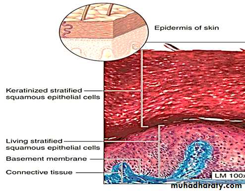 Histology - powerpoint files