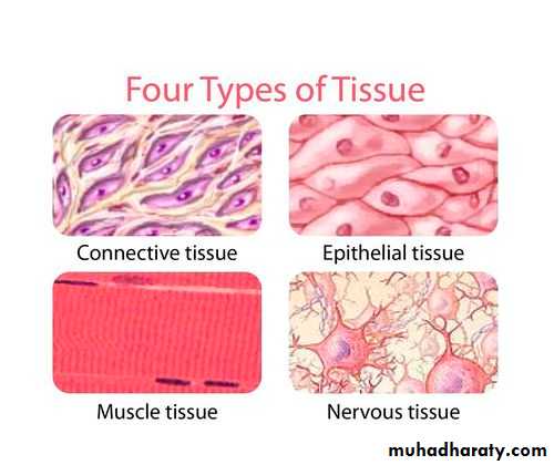 Histology - powerpoint files