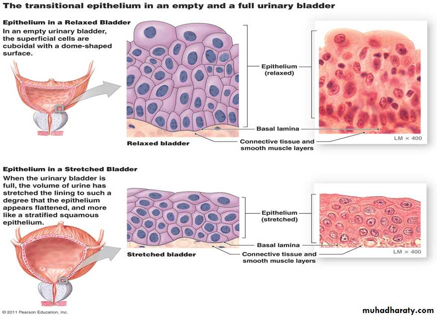 Histology - powerpoint files