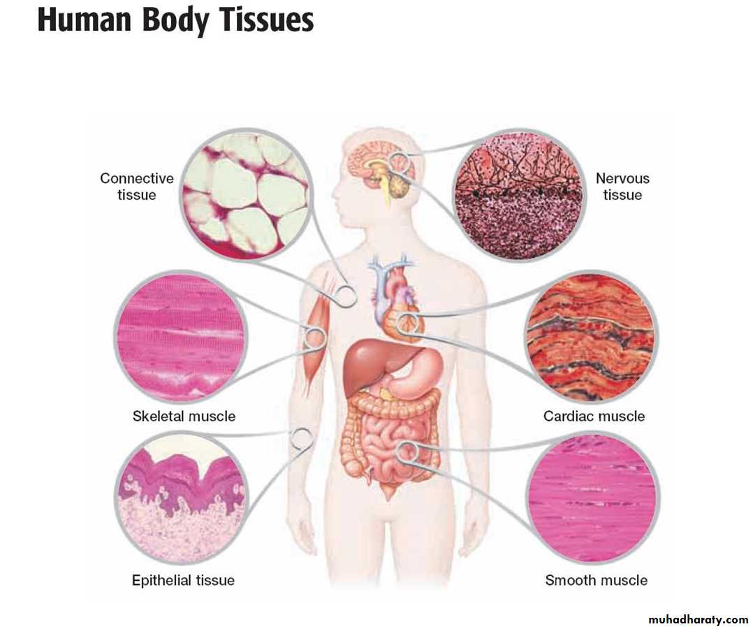 Histology - powerpoint files