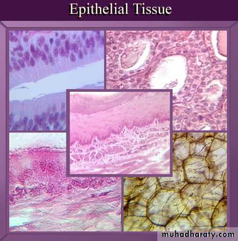 Histology - powerpoint files