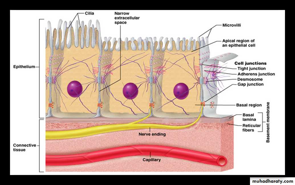 Histology - powerpoint files