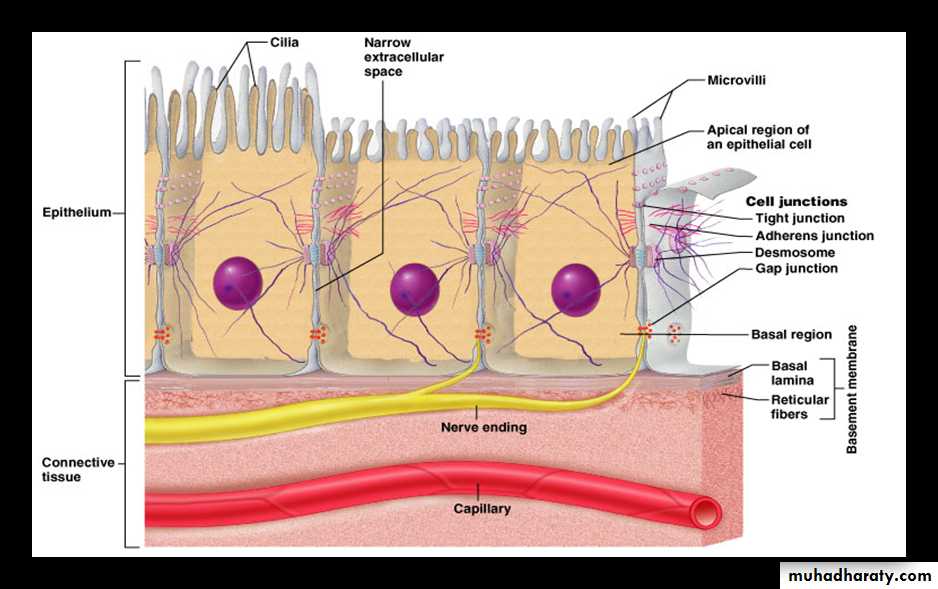 Histology - powerpoint files