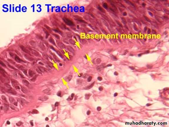 Histology - powerpoint files