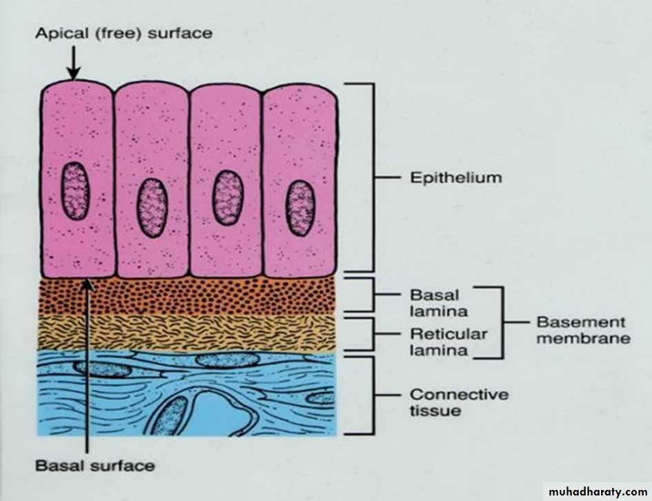 Histology - powerpoint files