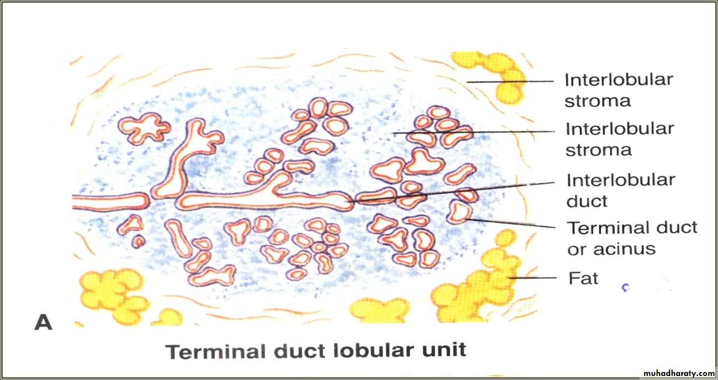 Breast pathology