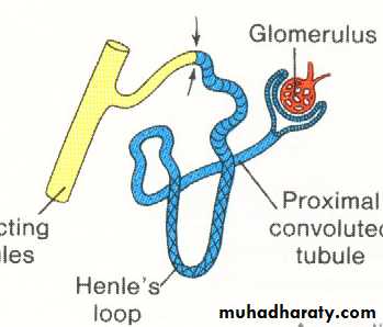 Urogenital system
