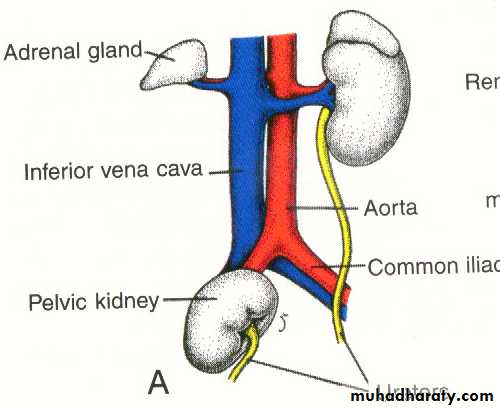 Urogenital system