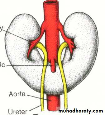 Urogenital system