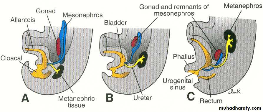 Urogenital system
