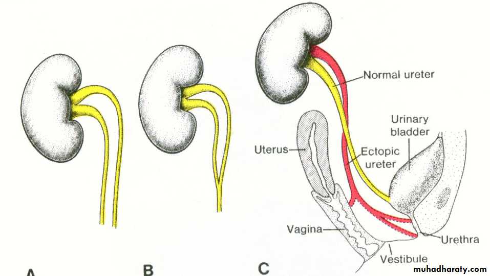Urogenital system