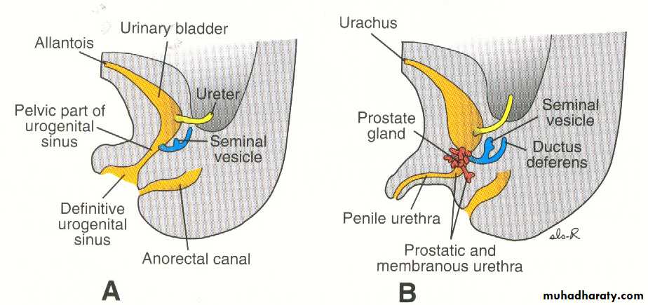 Urogenital system
