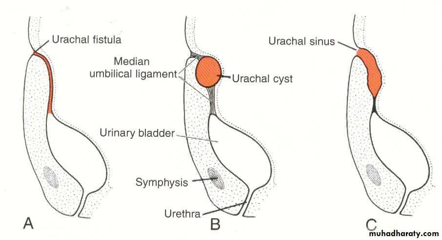 Urogenital system
