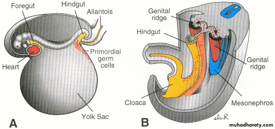 Urogenital system