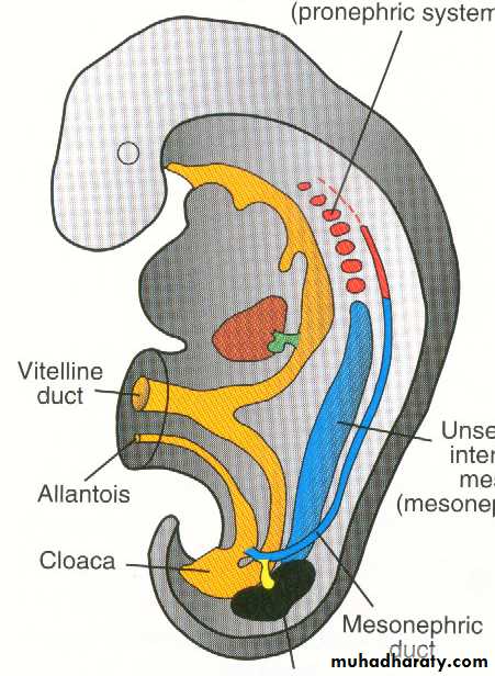 Urogenital system