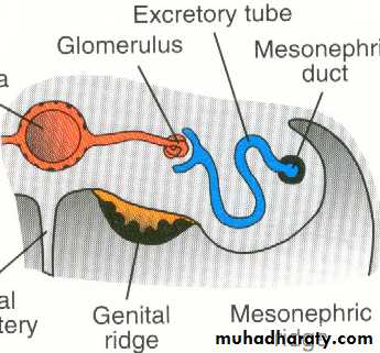 Urogenital system