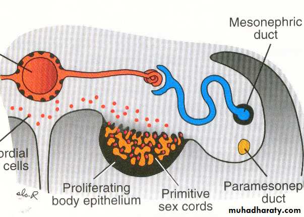 Urogenital system
