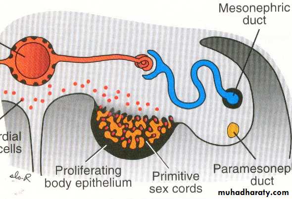 Urogenital system