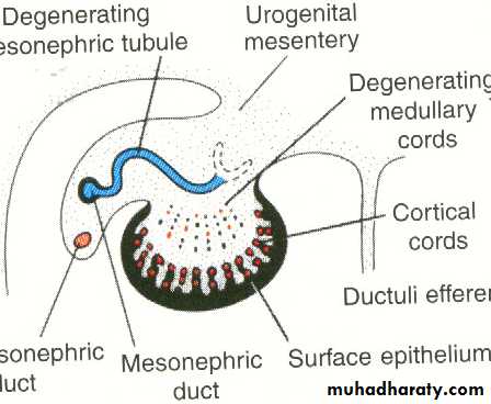 Urogenital system