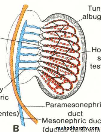 Urogenital system
