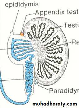 Urogenital system