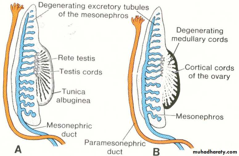 Urogenital system