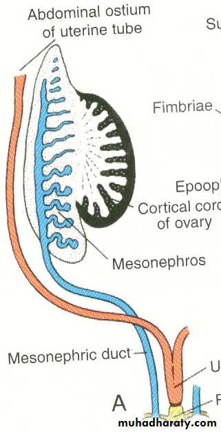 Urogenital system