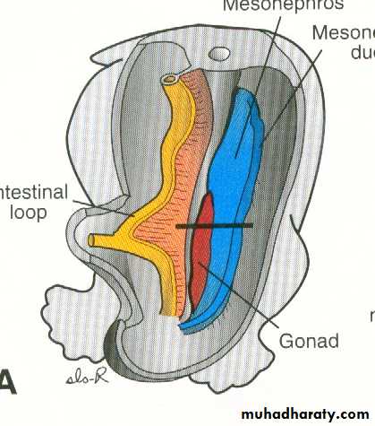 Urogenital system