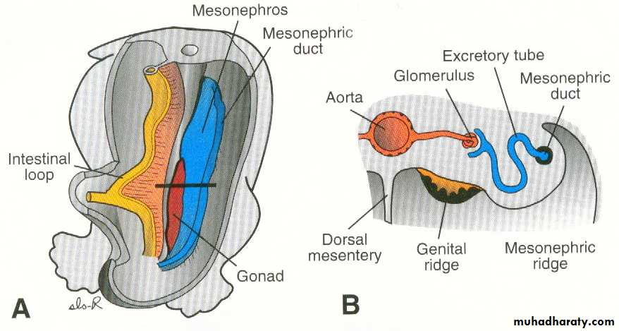 Urogenital system