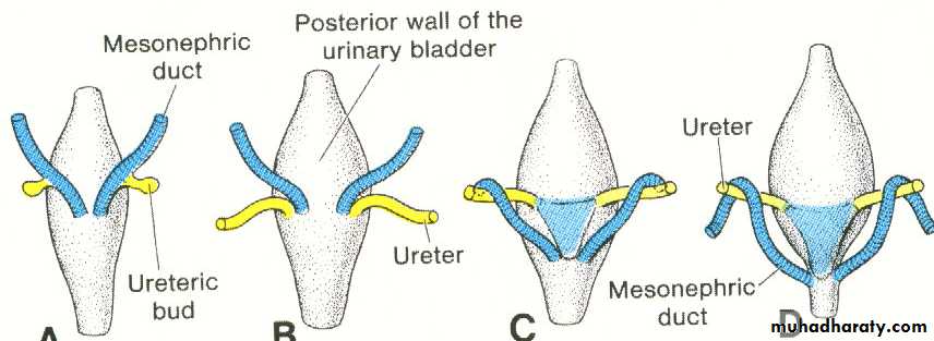 Urogenital system