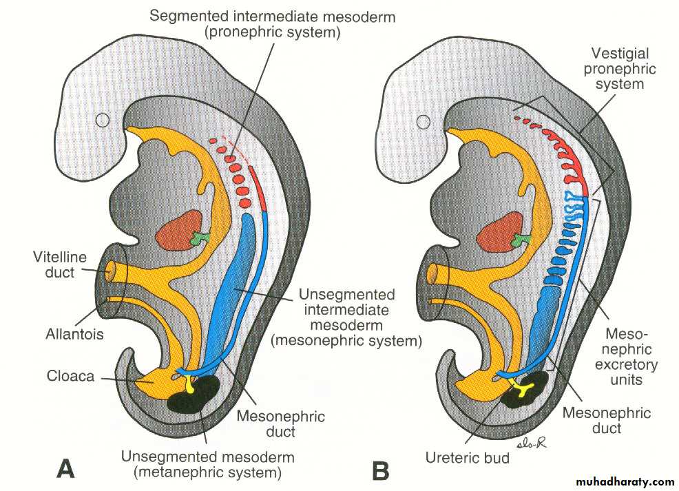 Urogenital system